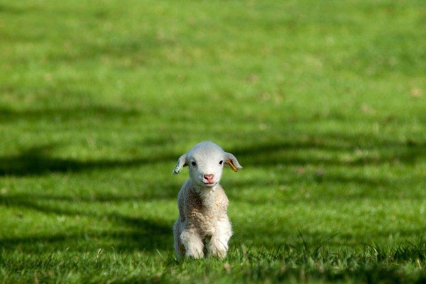 Dream of lamb