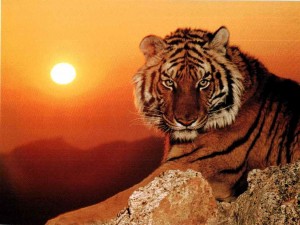 6054_tigre o soleil