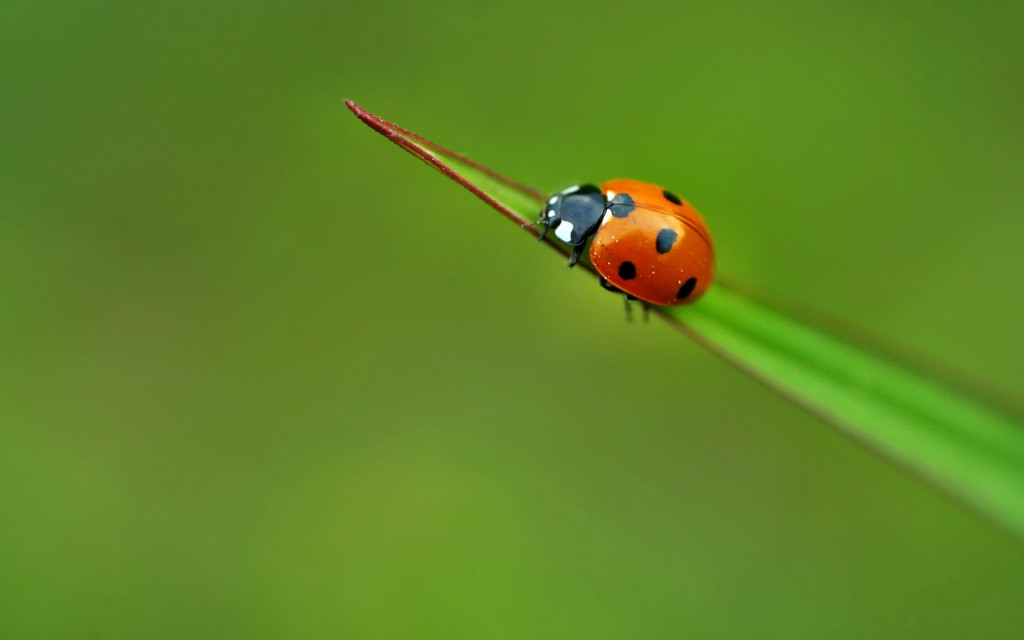 superstition on lady bugs