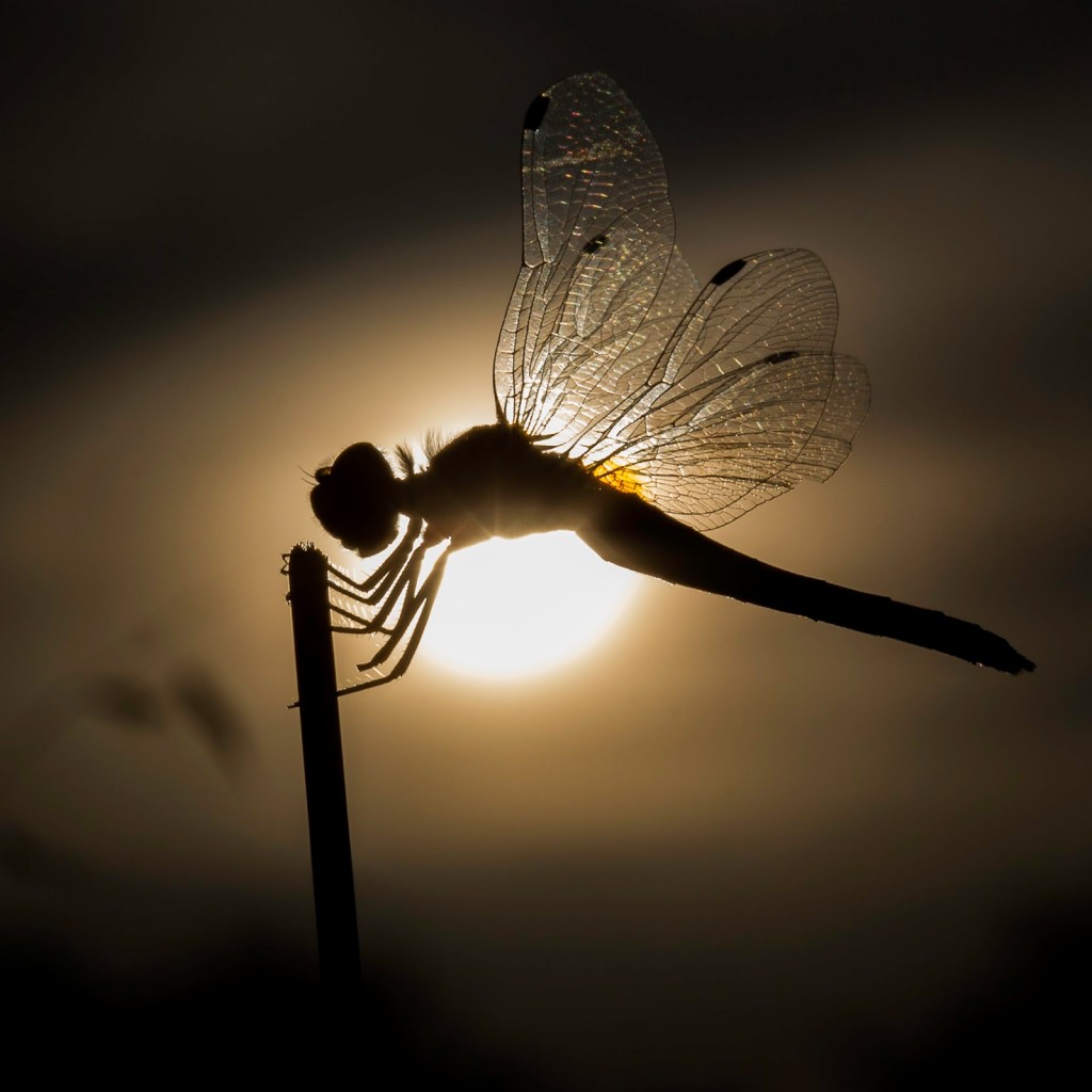 Dream of dragonfly