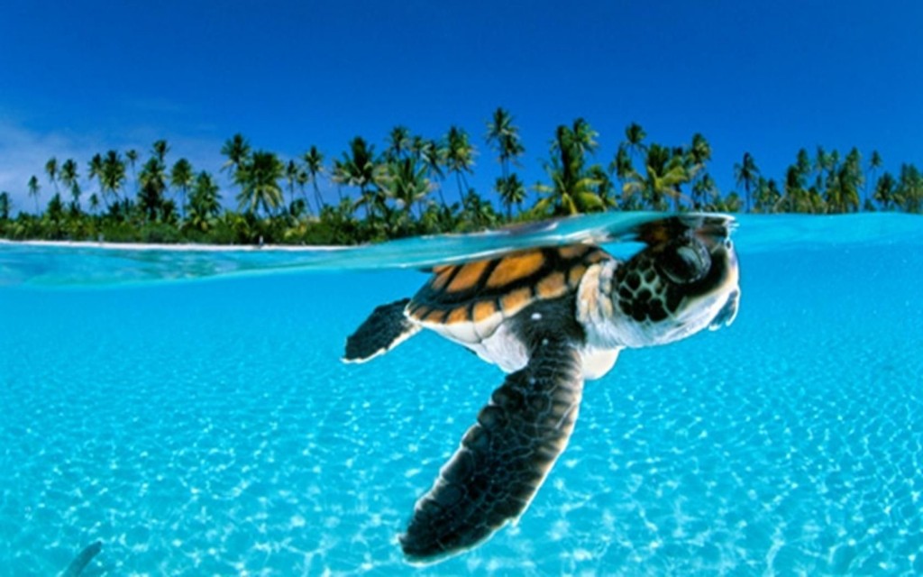 Dream of turtle