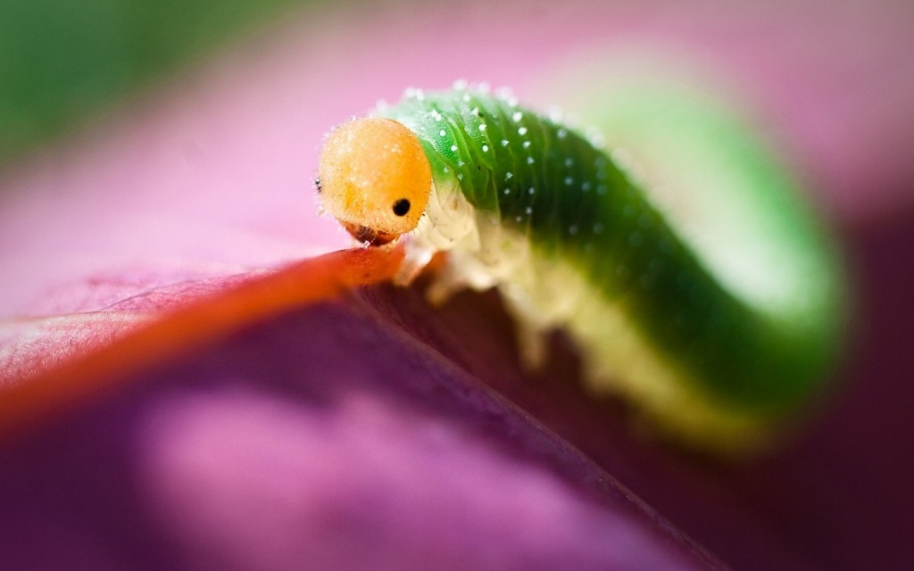 Dreaming of caterpillar