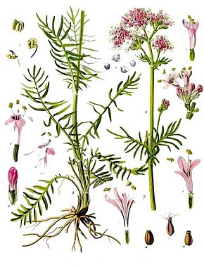Valeriana_officinalis_-_Köhler–s_Medizinal-Pflanzen-143