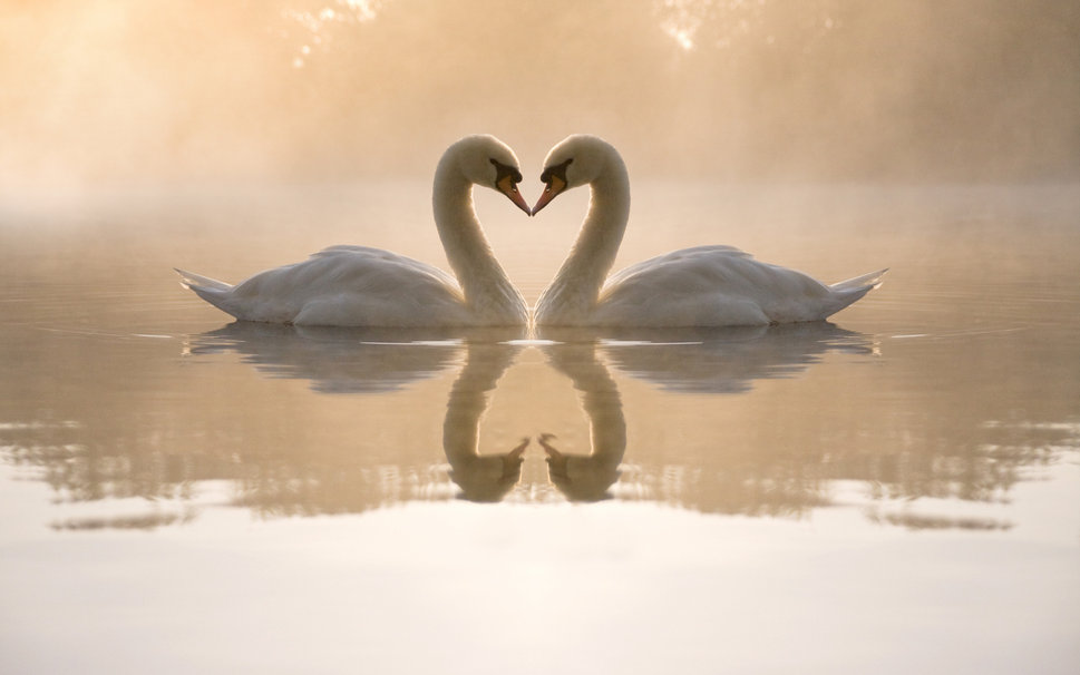 251859__swans-pond-water-night-fog-reflections-heart-couple-love_p