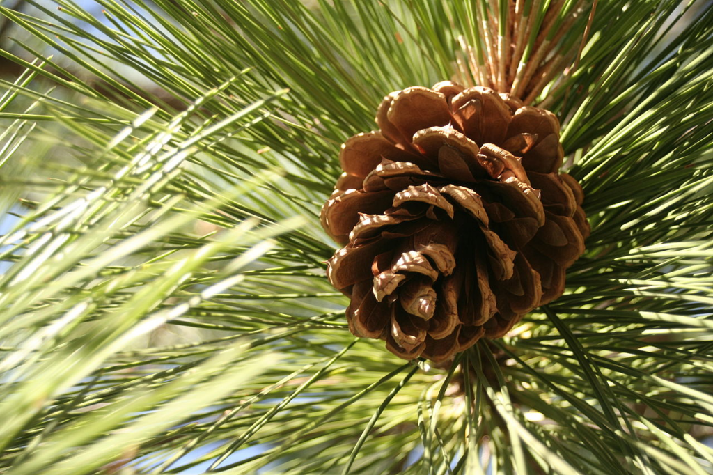 Dream of pine cone